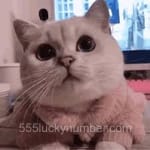 Avatar of Bilal Ahmed